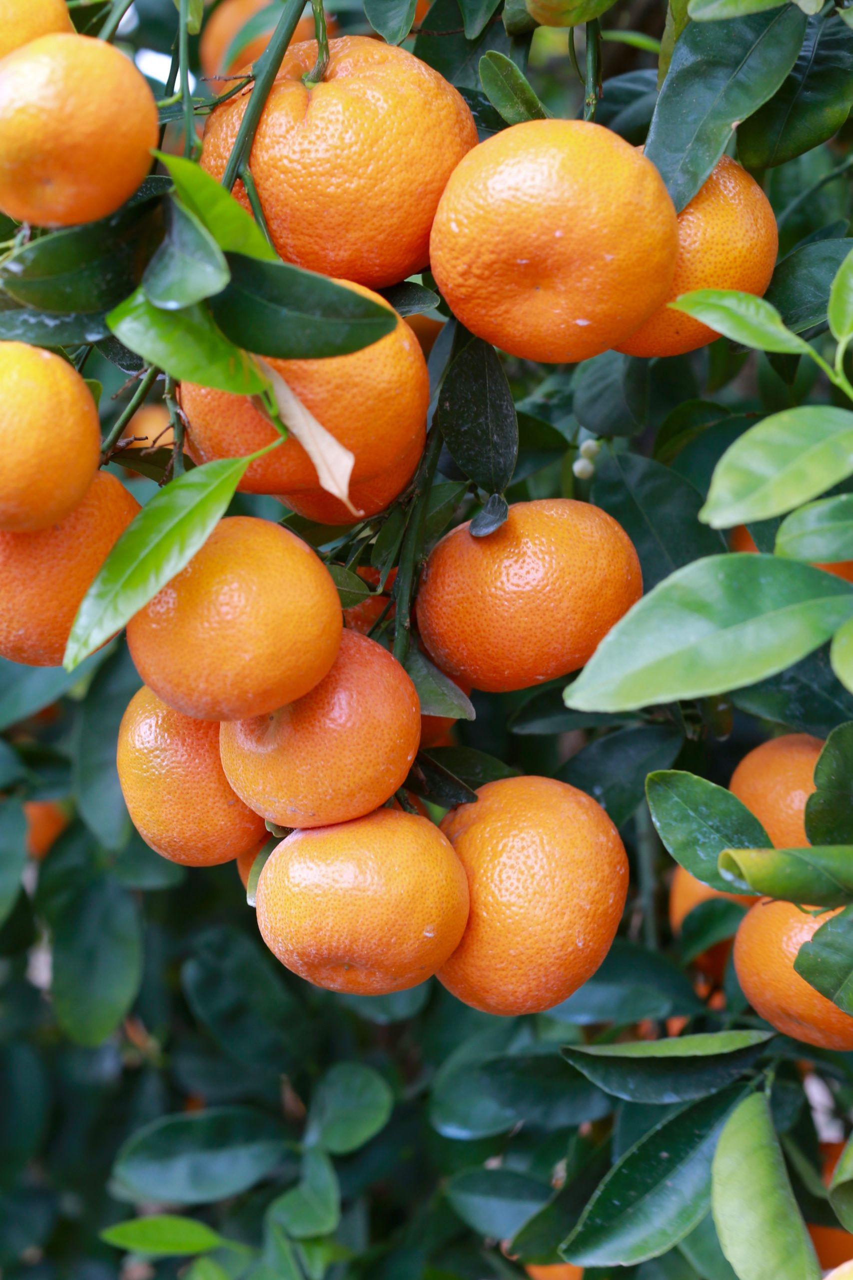 citrus tree, citrus production. The Magic of Water, Bakersfield, Kern County