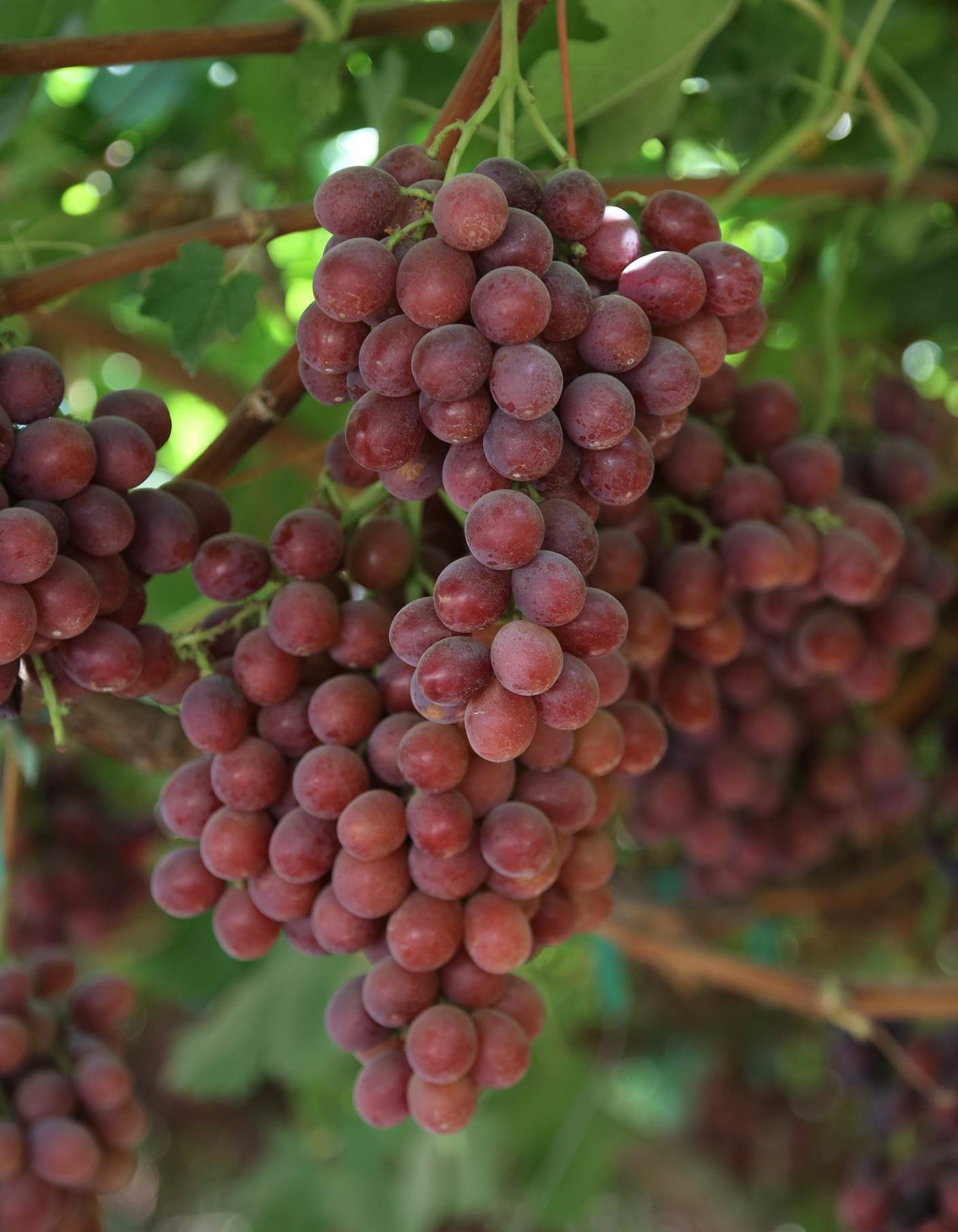 table grape and wine grape production conserve water. The Magic of Water, Kern County